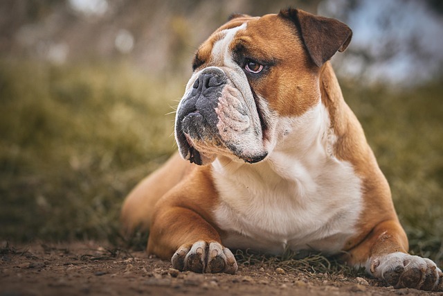 dog groomers