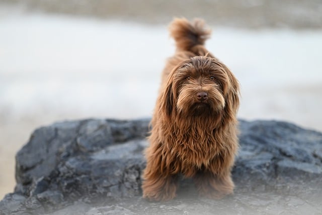 dog groomers