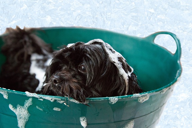 dog grooming