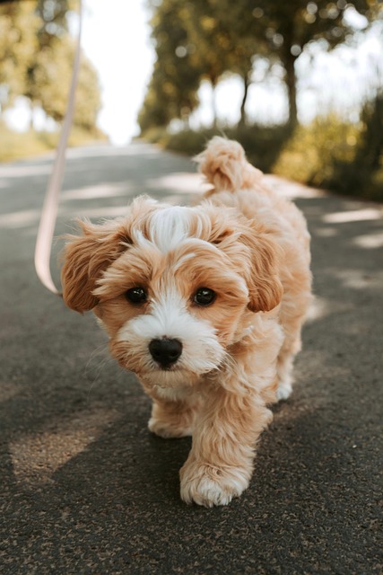 dog grooming