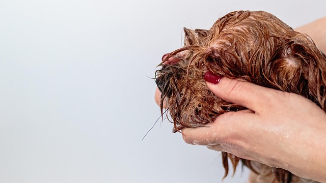 dog grooming