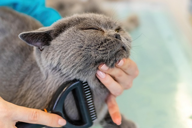 dog grooming