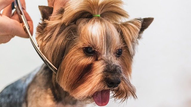 dog grooming