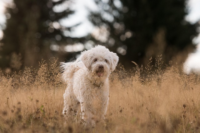 dog grooming