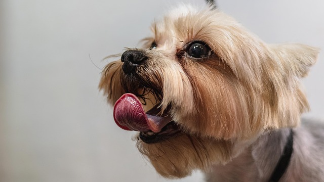 dog grooming