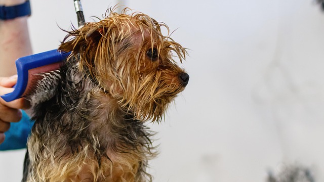 dog grooming