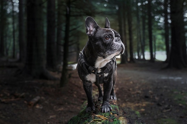 dog grooming