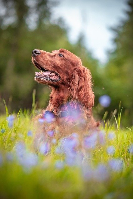 dog grooming
