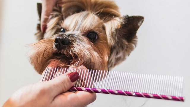 dog grooming