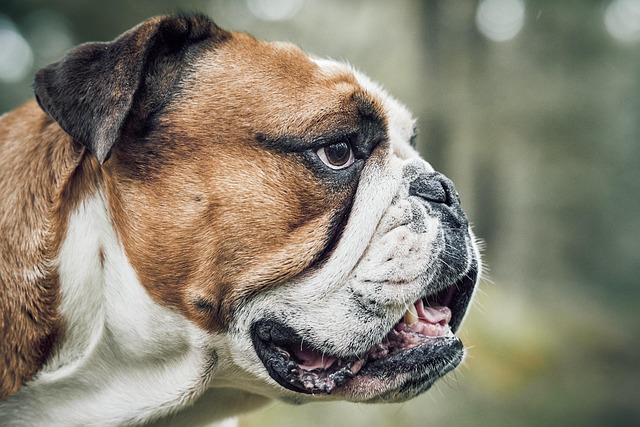 dog grooming