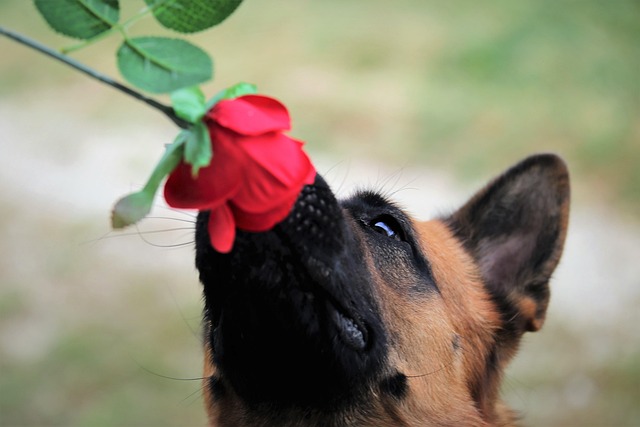dog grooming
