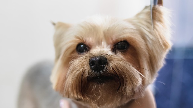 dog grooming