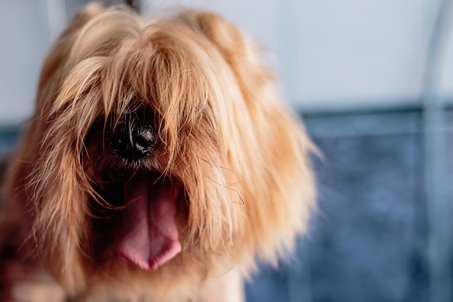 dog grooming