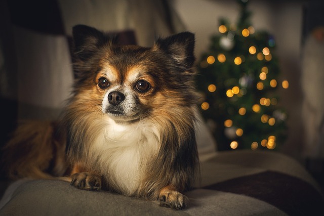 dog grooming