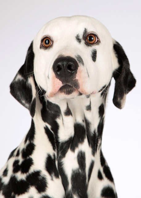 dog grooming