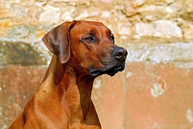 dog grooming