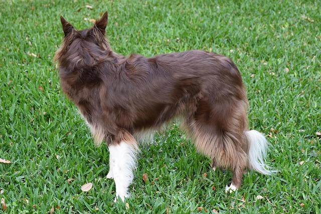 dog grooming services