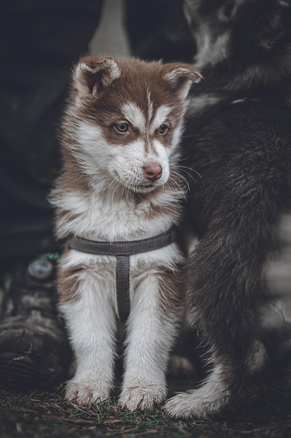 dog pet