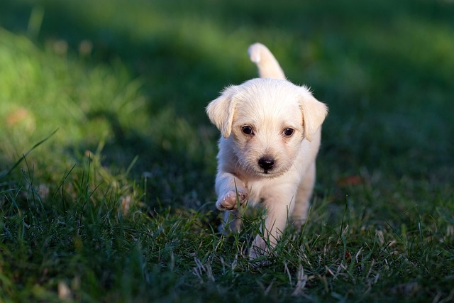 dog pet