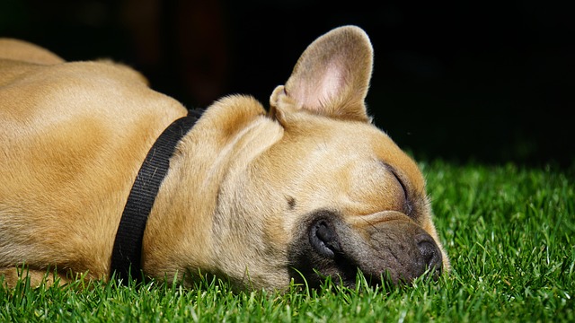 dog pet