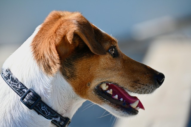 dog pet