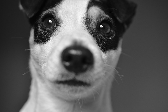 dog pet