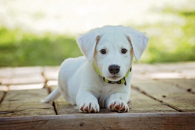 dog pet
