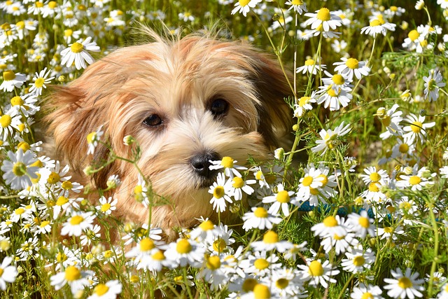 dog pet