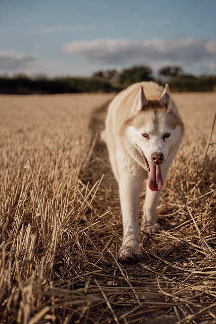 dog pet