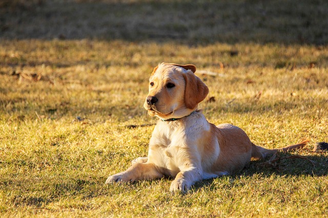 dog pet