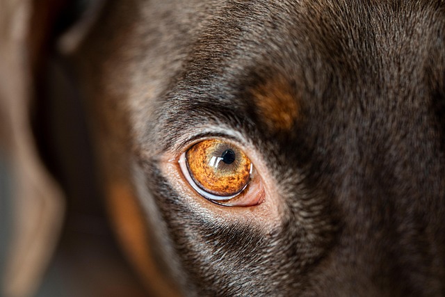 dog pet