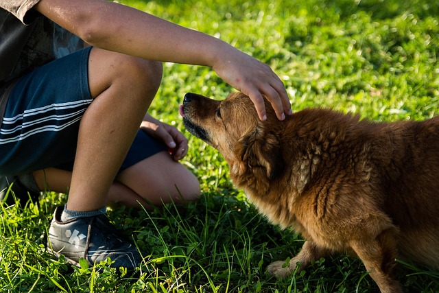 dog petting