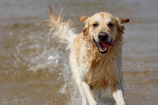 dog playing