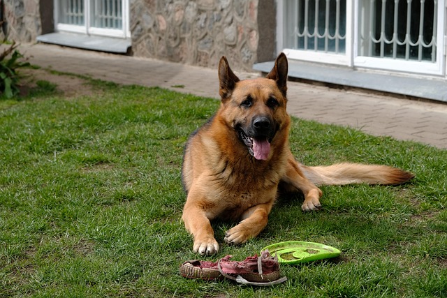 dog playing