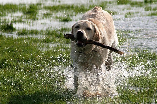 dog playing