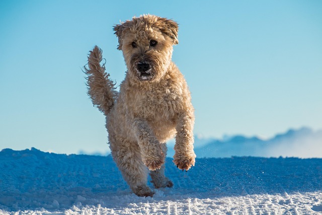 dog playing