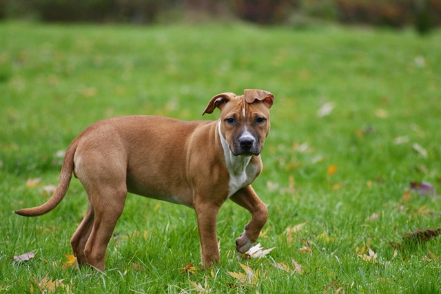 dog playing
