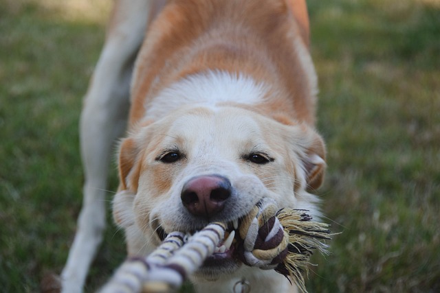 dog playing