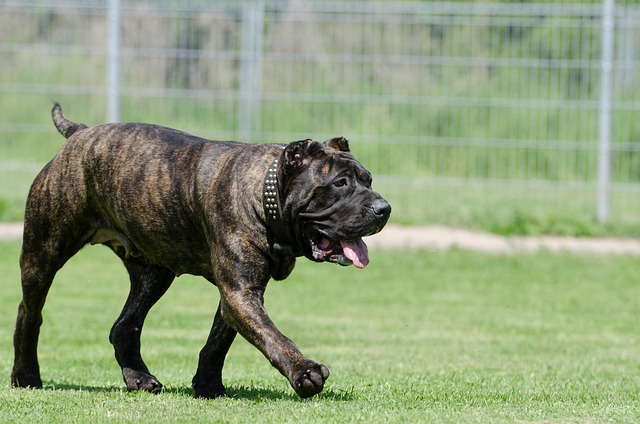 dog playing