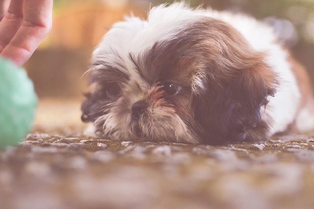 dog playing