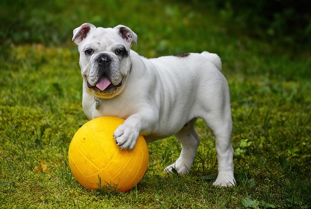 dog playing