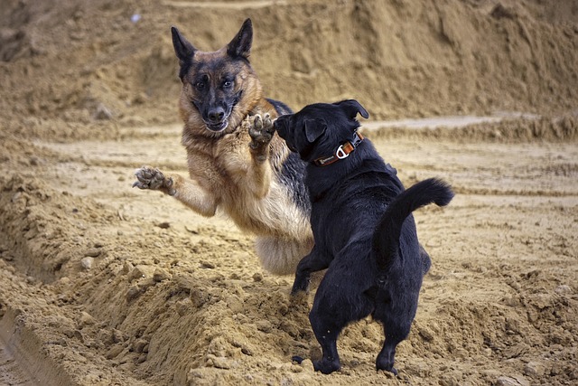 dog playing