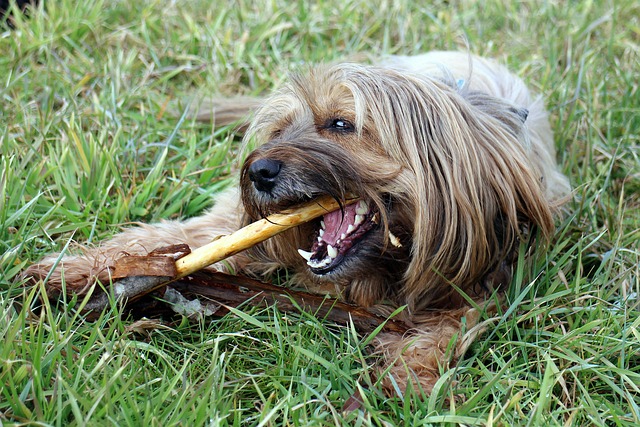 dog playing