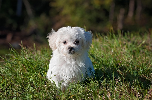 dog playing