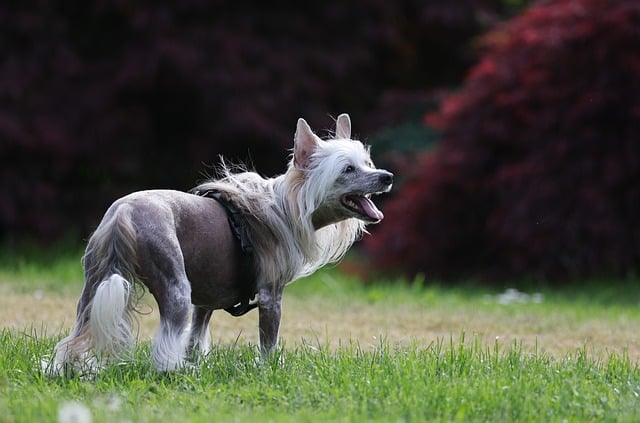 dog playing