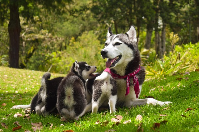 dog playing