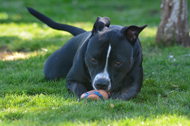 dog playing