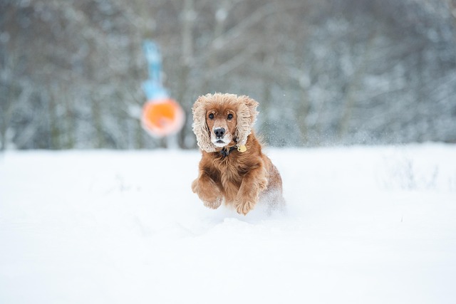 dog playing