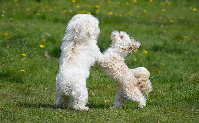 dog playing