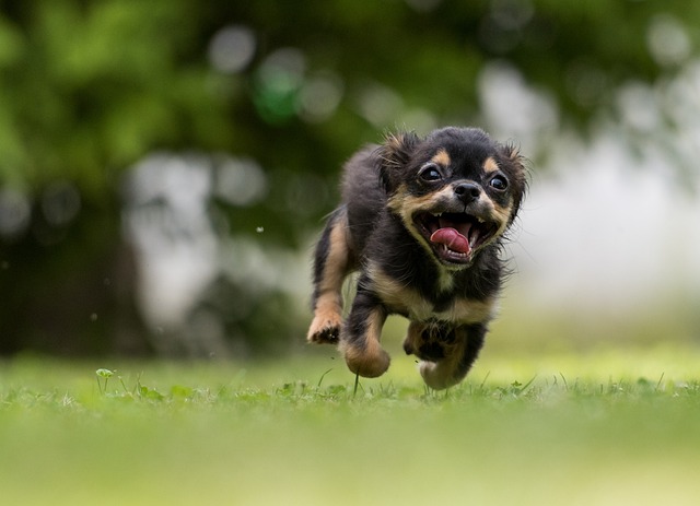 dog playing